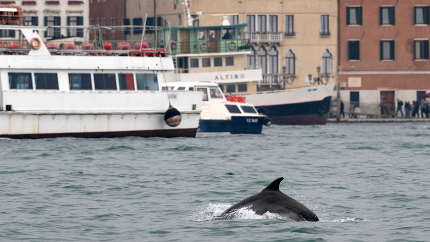 Venedik’in Simgesi Haline Gelen Yunus Mimmo İçin Tehlike Çanları Çalıyor
