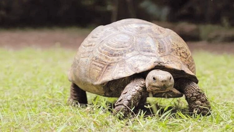 Sanayi ve Doğa Karşı Karşıya: Kaplumbağa Yuvaları İçin İnşaat Askıya Alındı