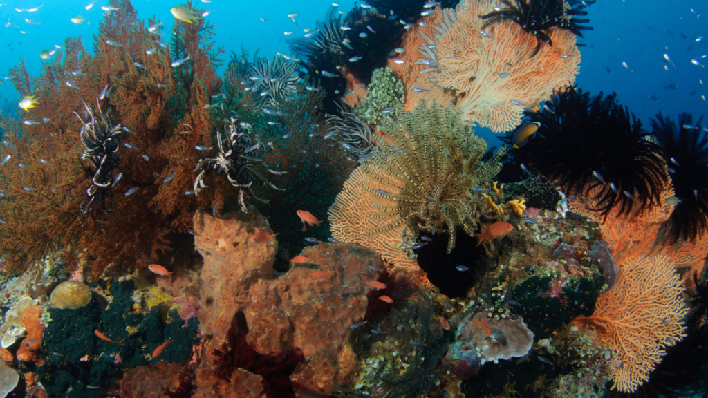 Dünyanın Enerji Dengesi Tarihi Boyutta Bozuldu, Uzmanlar Uyarıyor(Kardeş Haber)