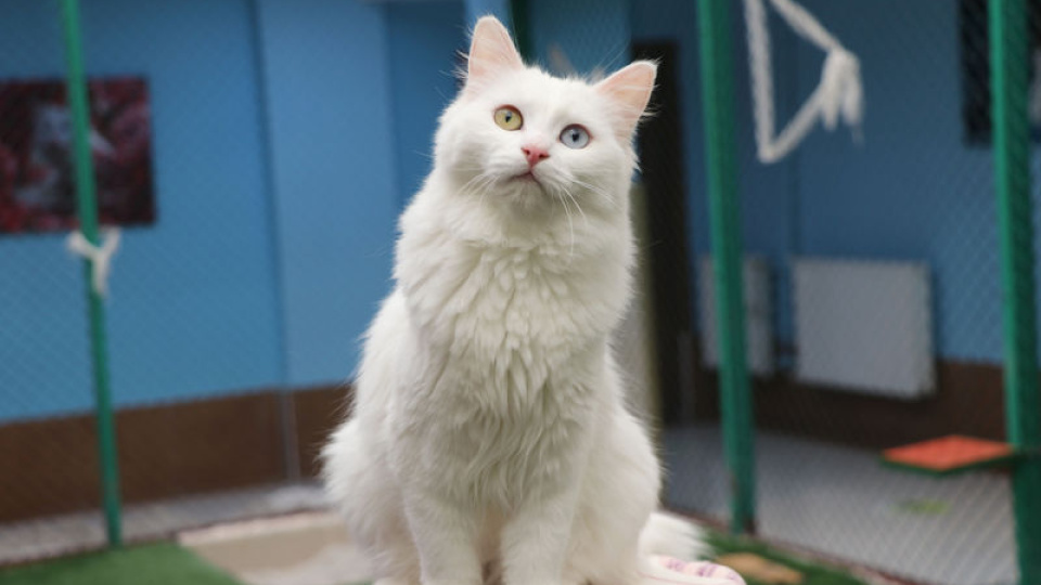 Van Kedi Villası, yeni kedileri ağırlamaya hazırlanıyor