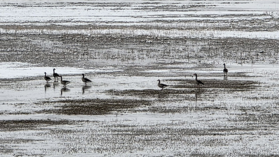 Hafik Gölü kenarında doğa sahnesi: Turna ve yaban kazları karda yiyecek peşinde