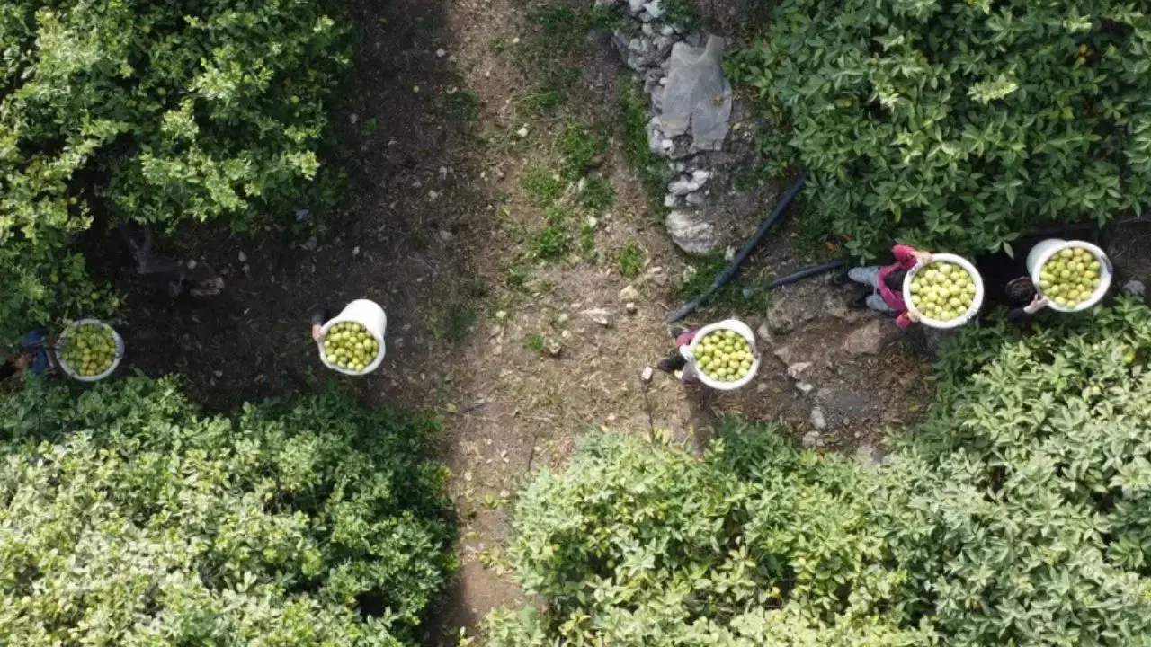 Kozan’da üreticinin yüzü gülüyor: 9,5 liradan 60 liraya yükseldi