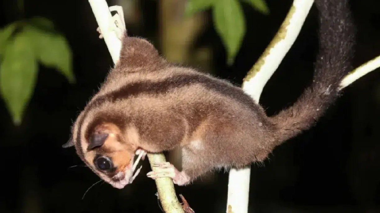 Bin Yıllık Gizem Çözüldü: İki Tür Yeniden Aramızda! (Kardeş Haber)