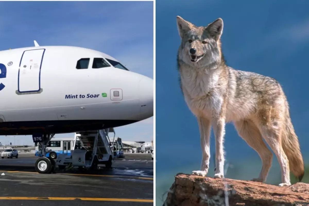 Kalkışta ‘Kır Kurdu’ Şoku: JetBlue Uçağı Güvenlik İçin Acil İniş Yaptı!