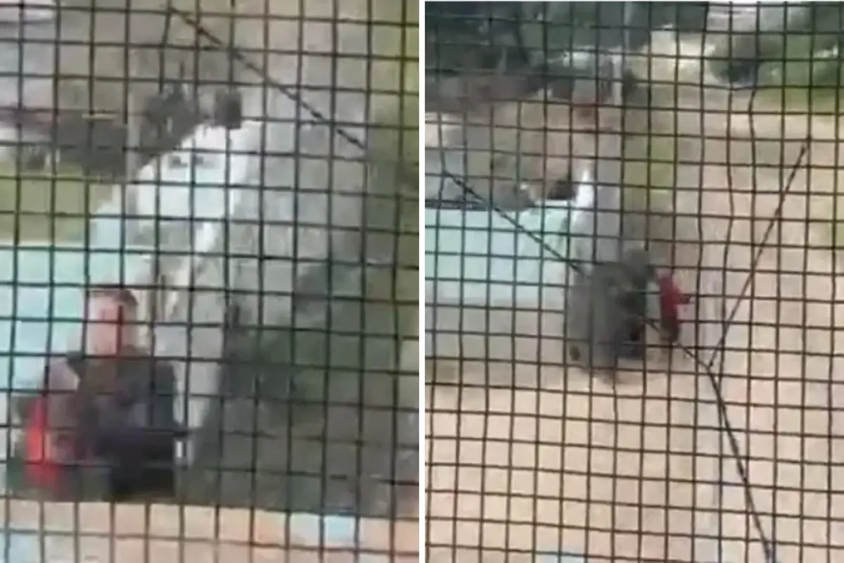 Arjantin’de Mucize Kurtuluş: 29 Vagonluk Dev Trenle Yarışan Polis Faciayı Önledi!