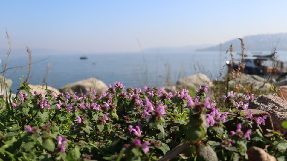 Bilim İnsanlarından Sapanca Gölü Raporu: 112 Bitki Türü (Kardeş Haber)