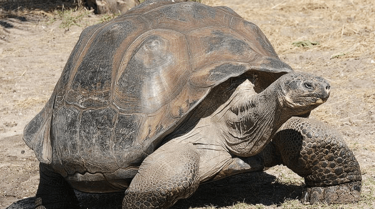 180 Yıl Sonra Tarihi Geri Dönüş: Dev Kaplumbağalar Doğal Yaşam Alanlarına Kavuştu(Kardeş Haber)