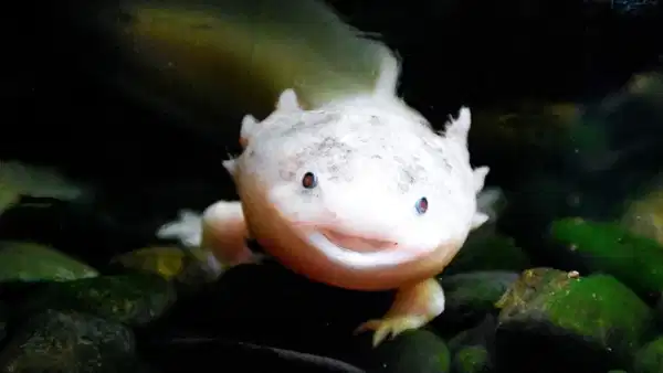 “Aksolotlların Gizemi Aydınlanıyor: İnsanlarda Rejenerasyon Dönemi Başlayacak Mı ?”