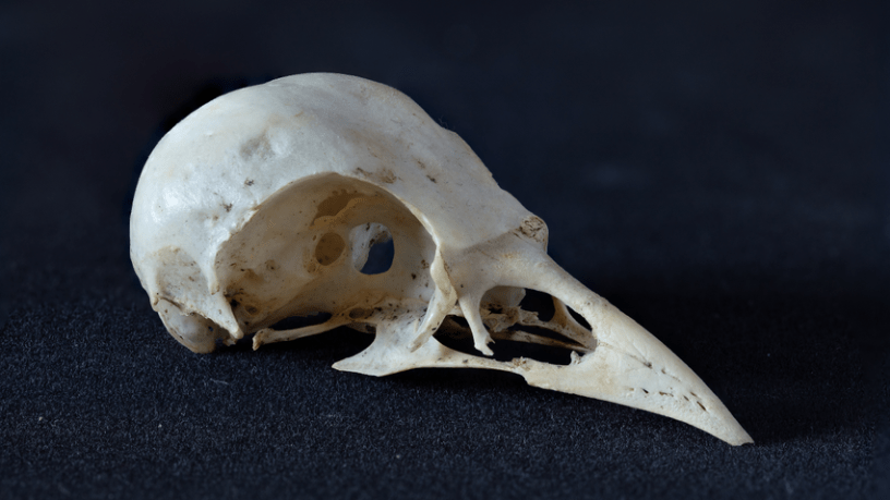 Gökyüzündeki Miras: Kuş Kafatasları Dinozorların Gizemli Dünyasına Işık Tutuyor