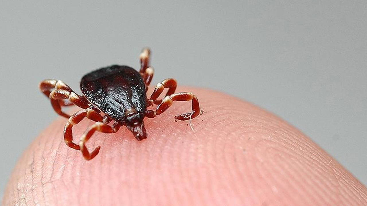 Sıcaklar Geldi Kene Tehlikesi Kapıda