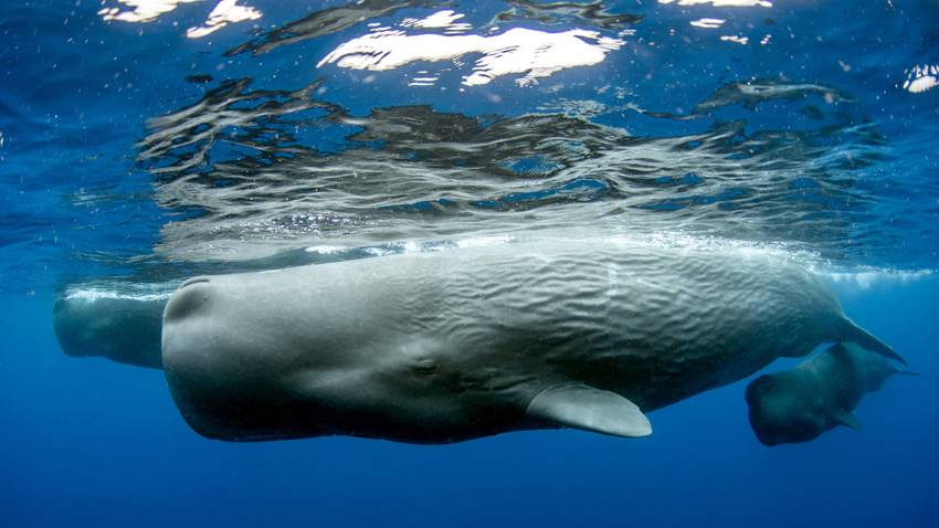 İspermeçet Balinalarının Dili İnsan Diline Benziyor: Onlarla İletişim Mümkün mü?