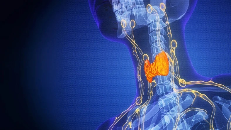 Ömrü Uzatabilir, Kansere Karşı Koruyabilir: Göğsümüzde Sessizce Çalışan Organın Görevi Ne? (Kardeş Haber)