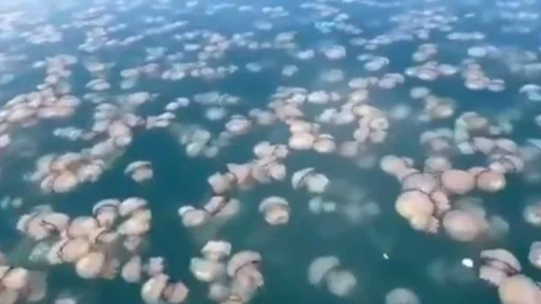 Adriyatik Denizi’nde Olağan dışı Denizanası Yoğunluğu: Balıkçılık Faaliyetleri Etkileniyor