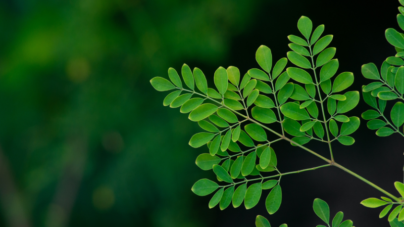 Antik Miras Modern Soruna Çözüm Oluyor: Moringa Tohumları Mikroplastikleri Temizliyor(Kardeş Haber)