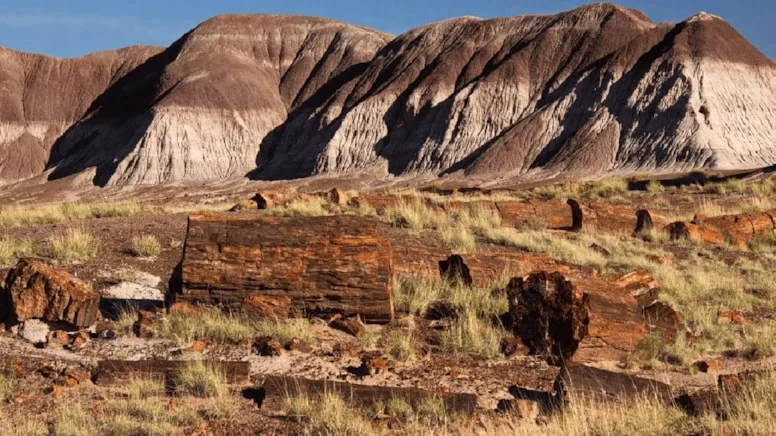 Gelecekten Gelen Antik Sır: Dünyanın En Büyük ‘Taş Ormanı’ Hakkında Şaşırtan Gerçekler!