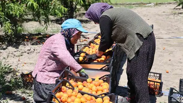 Binbir emekle yetiştiriliyor: Adana’da erkenci ürünün bahçe fiyatı cep yakıyor
