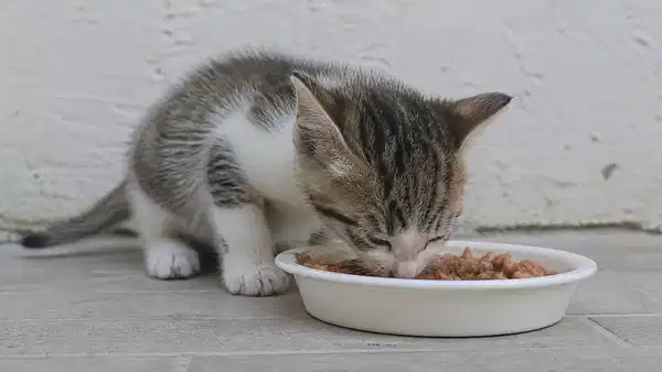Kediler Neden Bir Anda Mamayı Bırakıyor?