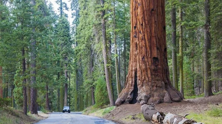 Doğal Yaşama Tarihi Dönüş: Boz Kurt Bir Asır Sonra Sequoia Ulusal Parkı’nda